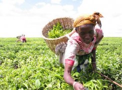 肯尼亚茶叶包装巨头年获利1.2亿先令