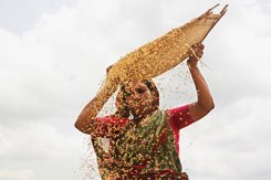 孟加拉国塑料米袋包装将被取代